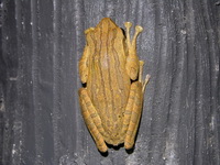 Four-lined Tree Frog  - Sri Phang Nga NP