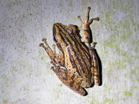Four-lined Tree Frog  - Phuket