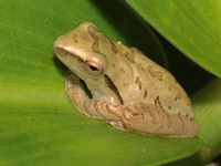 Four-lined Tree Frog  - Phuket