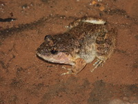 Gyldenstolpe's Frog  - Nam Tok Tat Ton NP