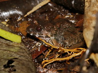 Gyldenstolpe's Frog  - Khao Soi Dao WS
