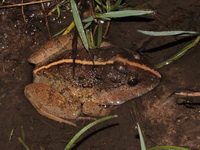 Gyldenstolpe's Frog  - Phu Kradueng NP