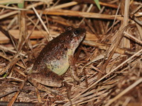 Gyldenstolpe's Frog  - Phu Hin Rong Kla NP