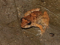 Gyldenstolpe's Frog  - Chantaburi