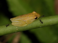 Hansen's Bushfrog  - Nam Tok Samlan NP