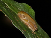 Harlequin Treefrog - juvenile  - Betong