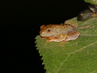 Harlequin Treefrog - juvenile  - Betong