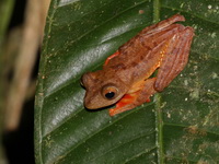 Harlequin Treefrog  - Betong