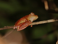 Harlequin Treefrog  - Ton Nga Chang WS
