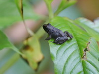 Hasche's Frog - young  - Chumphon