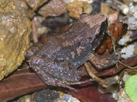 Hasche's Frog  - Phuket