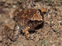 Hasche's Frog  - Mu Koh Surin NP