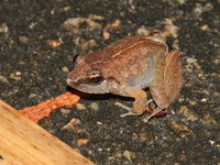 Hasche's Frog  - Chumphon