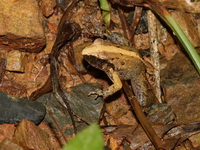 Hasche's Frog  - Kui Buri NP