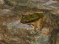 Hose's Rock Frog  - Ton Nga Chang WS