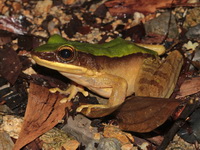 Hose's Rock Frog  - Sri Phang Nga NP