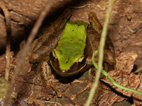 Hose's Rock Frog  - Lam Nam Kraburi NP