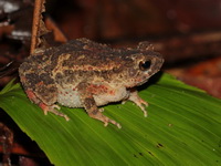 Indochinese Dwarf Toad  - Thale Ban NP