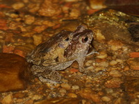 Indochinese Dwarf Toad  - Bang Lang NP