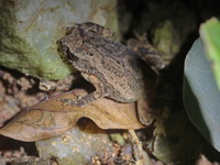 Indochinese Dwarf Toad  - Phuket