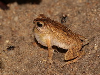 Indochinese Dwarf Toad  - Thale Ban NP
