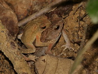 Indochinese Dwarf Toad  - Koh Lanta