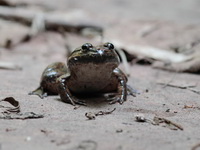 Isan Big-headed Frog  - Phu Suan Sai NP
