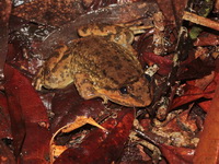 Isan Big-headed Frog  - Phu Kradueng NP