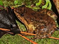 Isan Big-headed Frog  - Phu Kradueng NP
