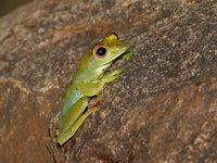 Jade Treefrog  - Bala