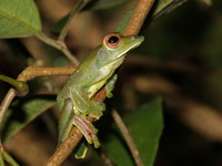 Jade Treefrog  - Bala
