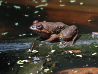 Jarujin's Stream Frog  - Kaeng Krachan NP