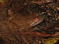 Jarujin's Stream Frog  - Kaeng Krachan NP