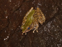 Khao Yai Rock Frog  - Khao Yai NP