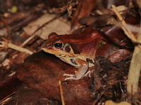 Kokarit Frog - female  - Kaeng Krachan