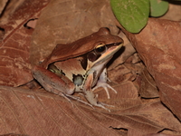Kokarit Frog - female  - Thung Salaeng Luang NP