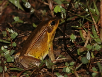 Kokarit Frog - male  - Kaeng Krachan