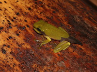 Large-vented Treefrog  - Kaeng Krachan NP
