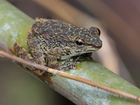 Larut Hill Cascade Frog  - Bala