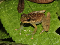 Larut Hill Cascade Frog  - Bang Lang NP