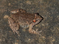 Lauhachinda's Fanged Frog - female  - Phu Chong Na Yoi NP