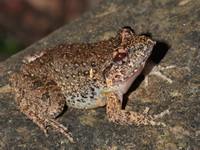 Lauhachinda's Fanged Frog - female  - Phu Chong Na Yoi NP