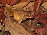 Lesser Stream Horned Frog  - Doi Inthanon NP