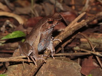 Lesser Stream Horned Frog  - Mae Moei NP