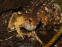 Lesser Stream Horned Frog  - Doi Chang