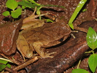 Lesser Stream Horned Frog  - Doi Chang