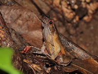 Lesser Stream Horned Frog  - Doi Phu Kha NP