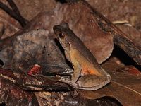 Lesser Stream Horned Frog  - Doi Phu Kha NP