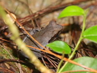 Lesser Stream Horned Frog  - Doi Tung