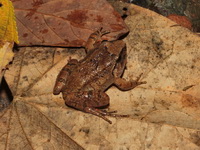 Limborg's Frog  - Doi Chiang Dao WS